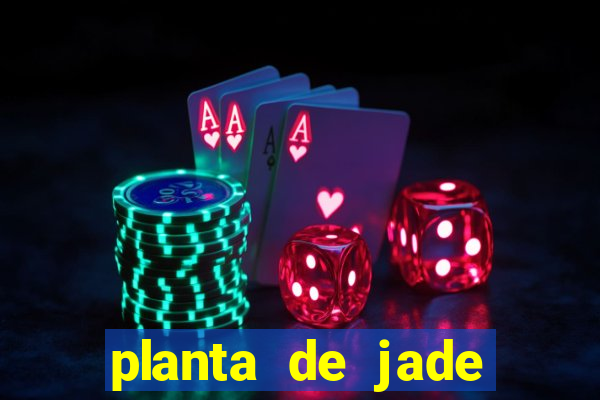 planta de jade significado espiritual