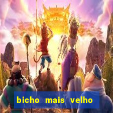 bicho mais velho da loteria dos sonhos