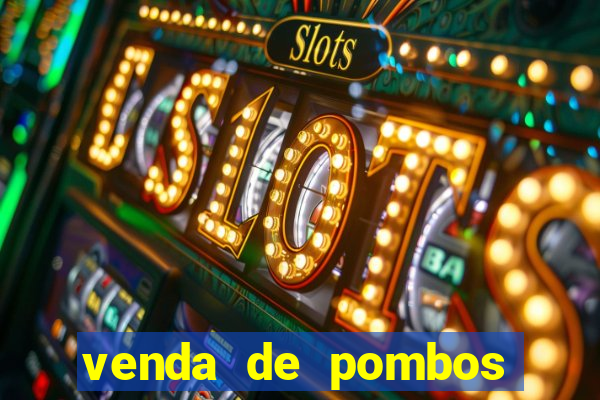 venda de pombos correios olx