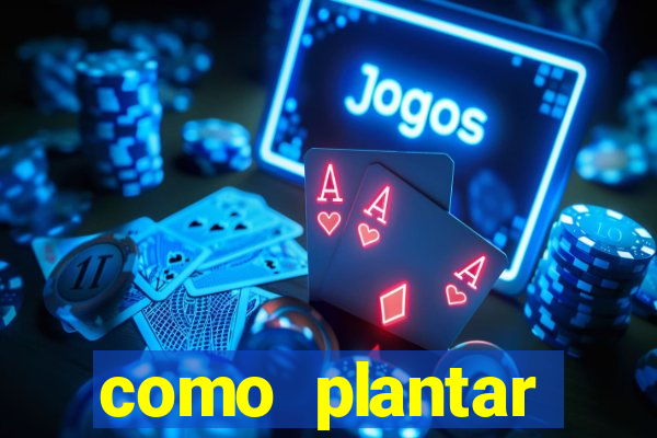 como plantar gergelim no vaso