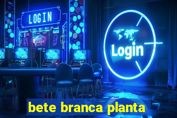 bete branca planta