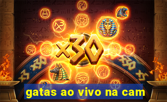 gatas ao vivo na cam