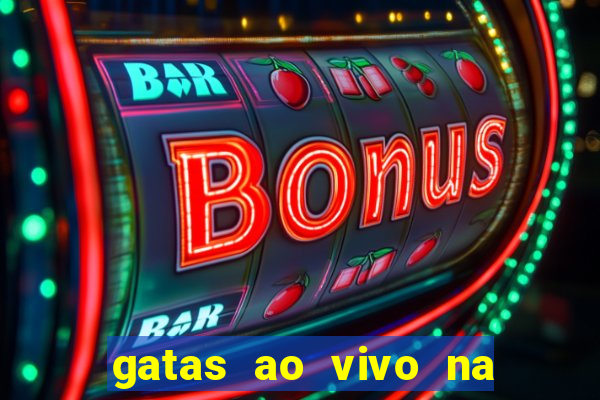 gatas ao vivo na web cam