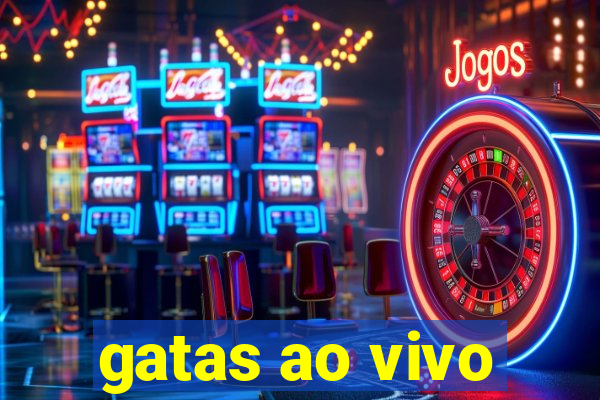 gatas ao vivo