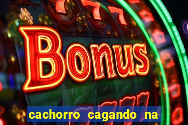 cachorro cagando na camisa do corinthians